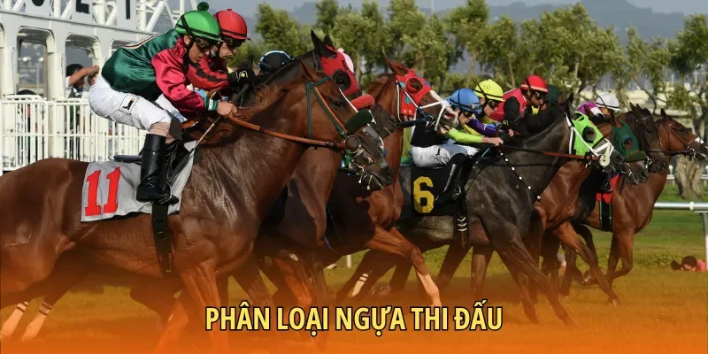 Cách phân loại tham gia thi đấu